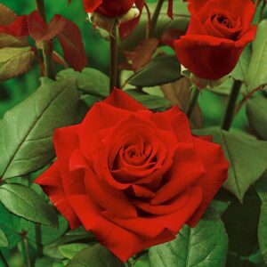 Bokor rózsa (Rosa 'Erica Pluhar')