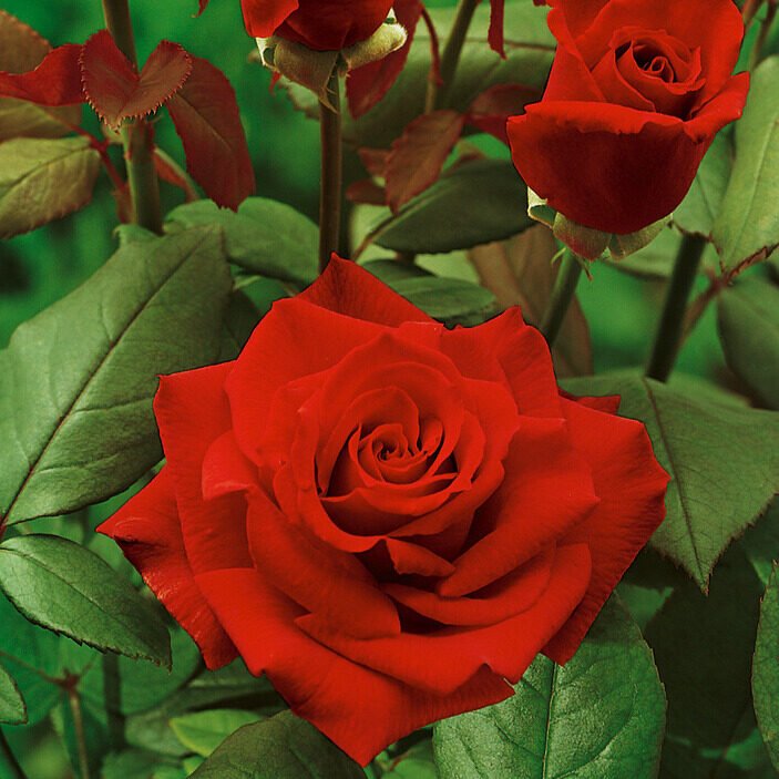 Bokor rózsa (Rosa 'Erica Pluhar')