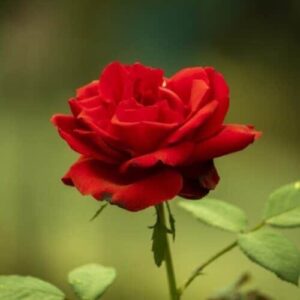 Bokor rózsa (Rosa 'Limar')