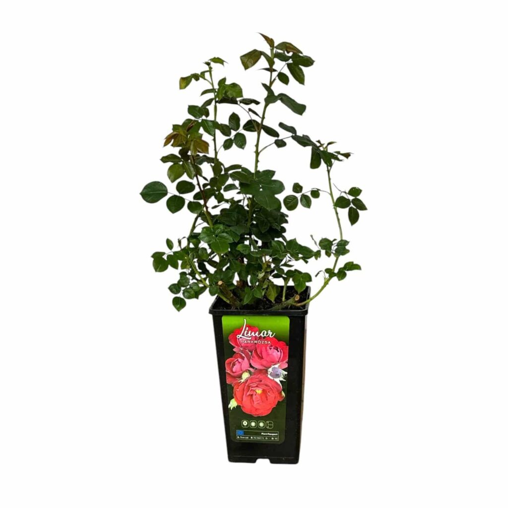 Bokor rózsa (Rosa 'Limar')
