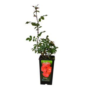 Bokor rózsa (Rosa 'Satchmo')