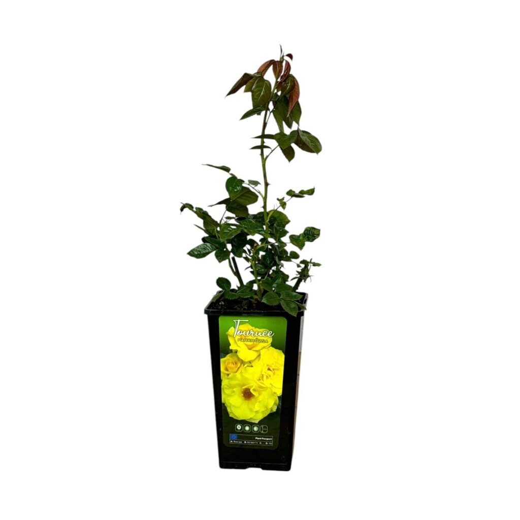 Bokor rózsa (Rosa 'Tournée')