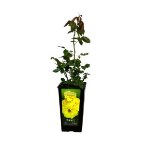 Bokor rózsa (Rosa 'Tournée')