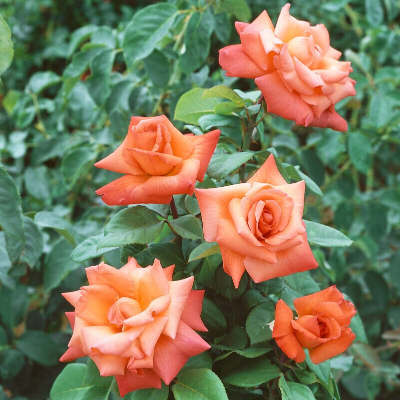 Bokorrózsa (Rosa 'Columbus')