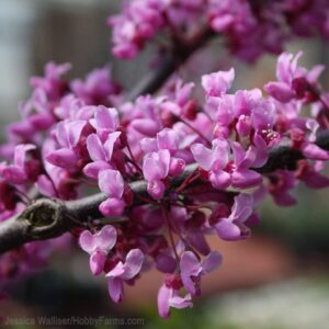 Bordó levelű júdásfa (Cercis canadensis 'Merlot')