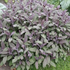 Bordó levelű orvosi zsálya (Salvia officinalis 'Purpurascens')