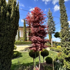Bordó levelű oszlopos juhar (Acer platanoides 'Crimson Sentry')