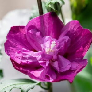 Bordó telt virágú mályvacserje (Hibiscus syriacus 'Purple Ruffles')