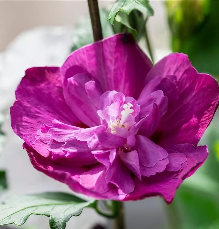 Bordó telt virágú mályvacserje (Hibiscus syriacus 'Purple Ruffles')