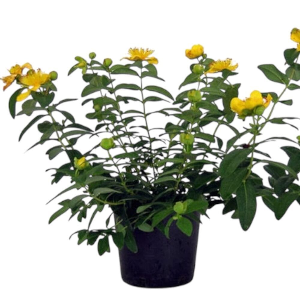 Bőrlevelű orbáncfű (Hypericum calycinum)