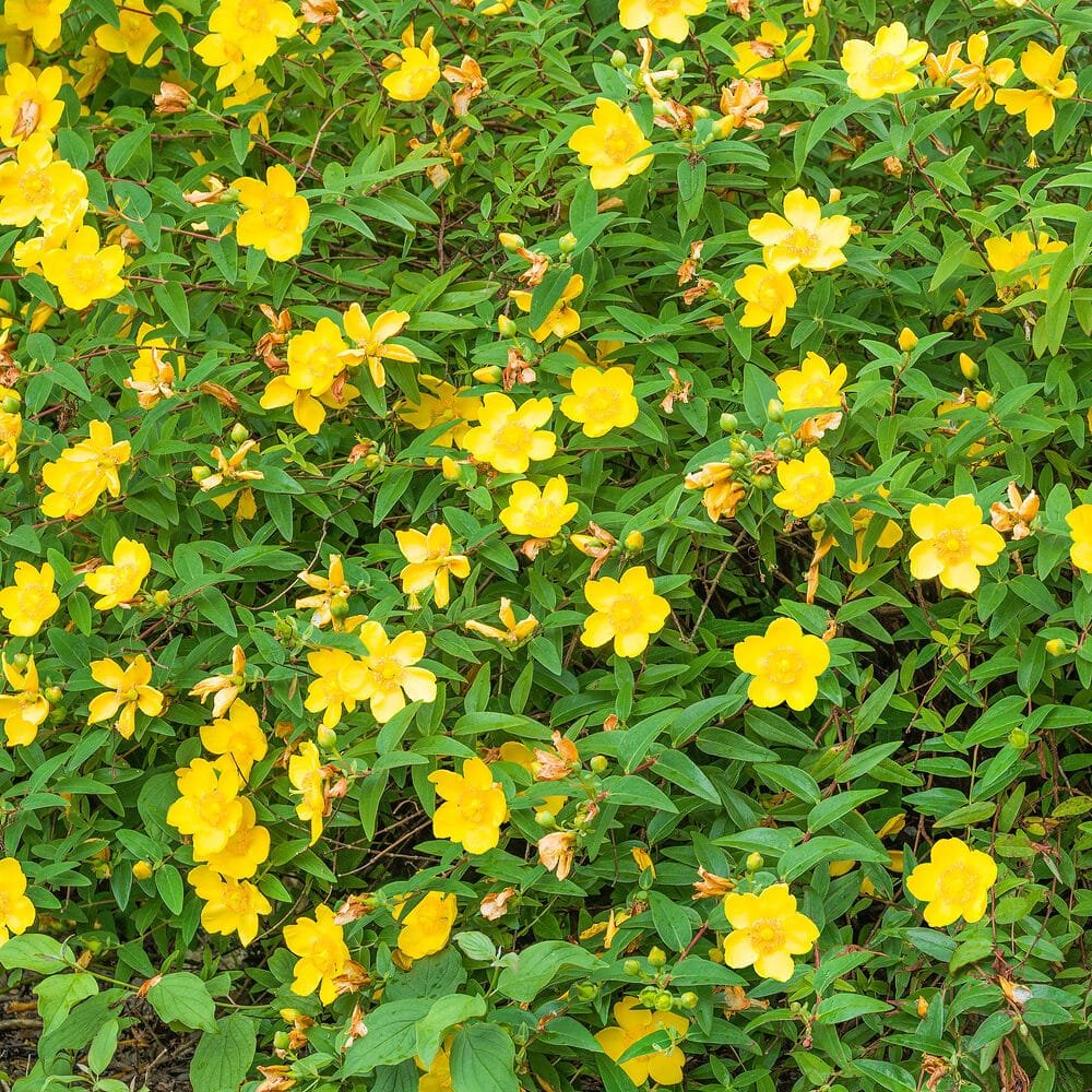 Bőrlevelű orbáncfű (Hypericum calycinum)