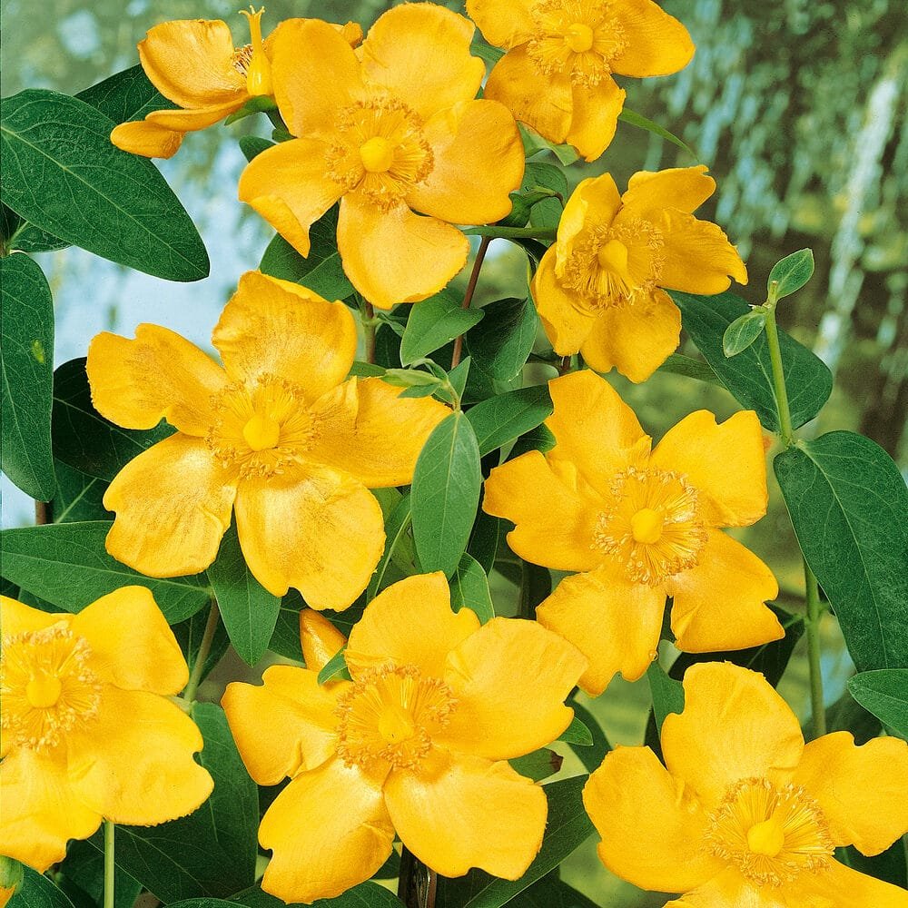 Bőrlevelű orbáncfű (Hypericum calycinum)
