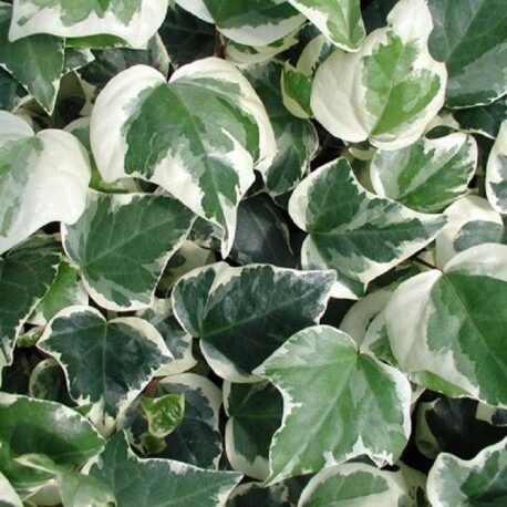 Borostyán (Hedera helix 'Glacier')