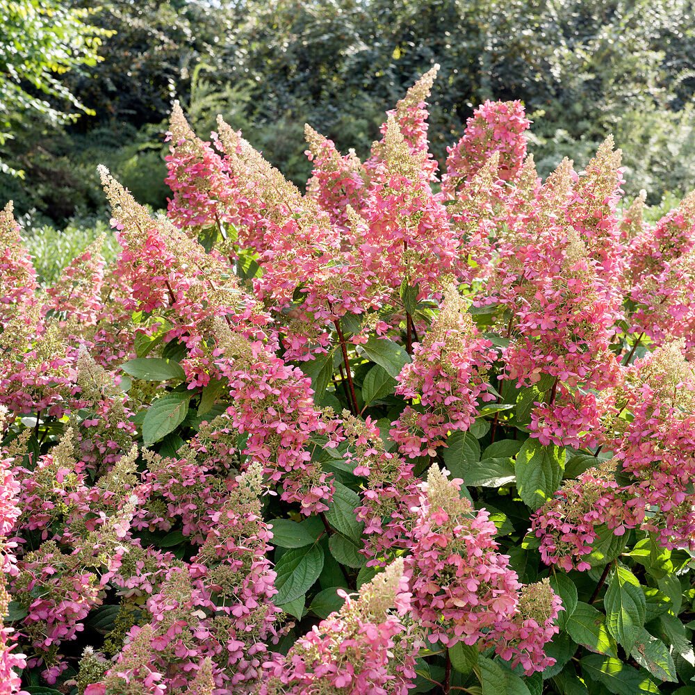 Bugás hortenzia (Hydrangea paniculata 'Baby Lace')