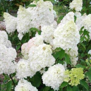 Bugás hortenzia (Hydrangea paniculata 'Diamantino')