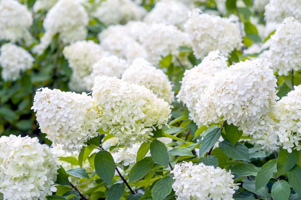 Bugás hortenzia (Hydrangea paniculata 'Grandiflora')