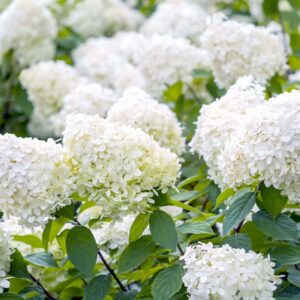 Bugás hortenzia (Hydrangea paniculata 'Grandiflora')