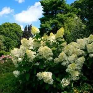 Bugás hortenzia (Hydrangea paniculata 'Kyushu')