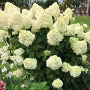 Bugás hortenzia (Hydrangea paniculata 'Limelight')