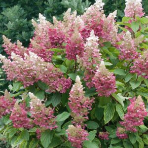 Bugás hortenzia (Hydrangea paniculata 'Magical Candle')