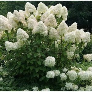 Bugás hortenzia (Hydrangea paniculata 'Phantom')