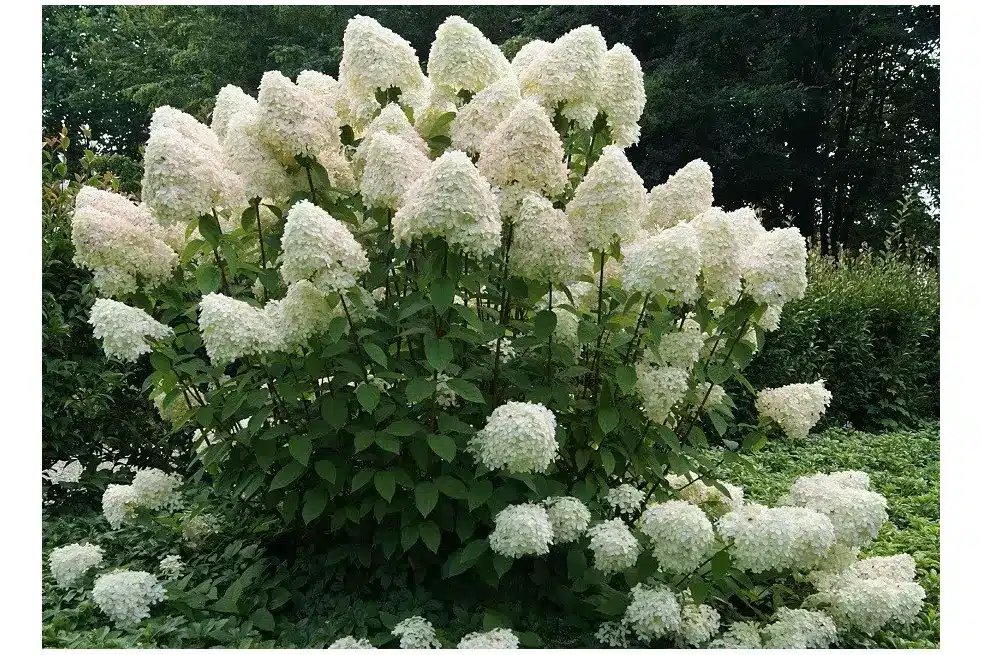 Bugás hortenzia (Hydrangea paniculata 'Phantom')