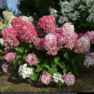 Bugás hortenzia (Hydrangea paniculata 'Pink Diamond')