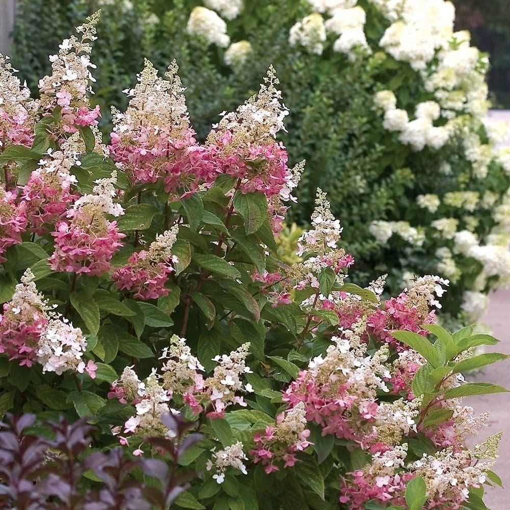 Bugás hortenzia (Hydrangea paniculata 'Pinky Winky')