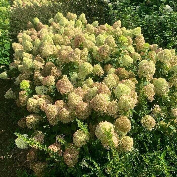 Bugás hortenzia (Hydrangea paniculata 'Pixio')