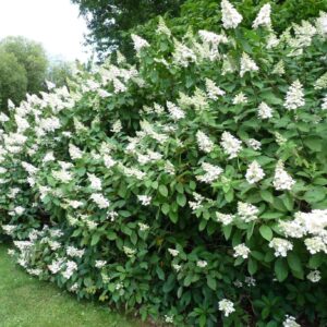 Bugás hortenzia (Hydrangea paniculata 'Tardiva')