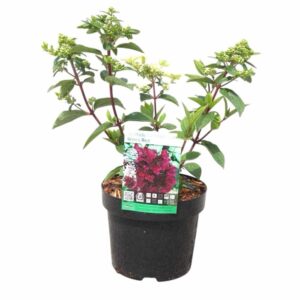 Bugás hortenzia (Hydrangea paniculata 'Wim's Red')