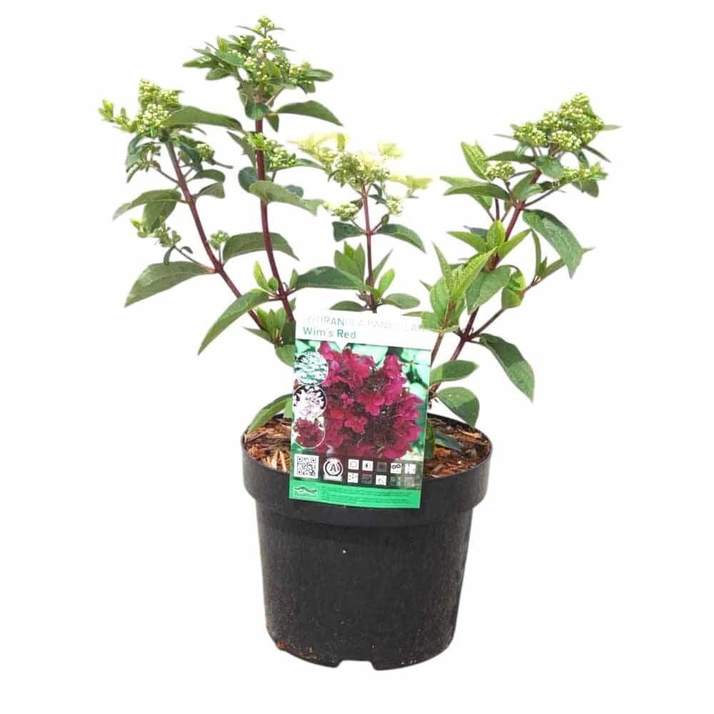 Bugás hortenzia (Hydrangea paniculata 'Wim's Red')
