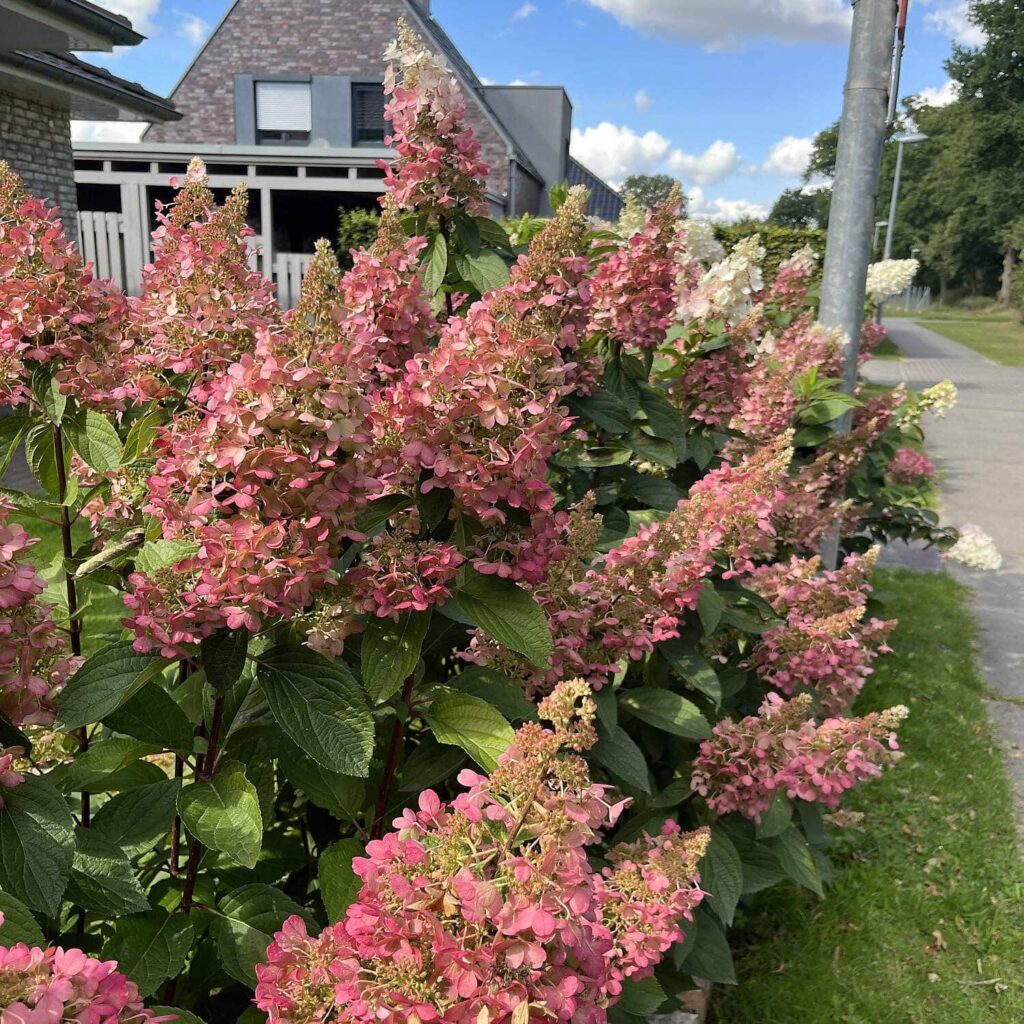 Bugás hortenzia (Hydrangea paniculata 'Wim's Red')