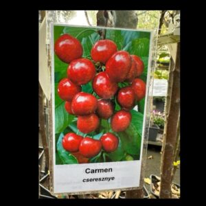 Carmen cseresznye (Prunus avium 'Carmen')