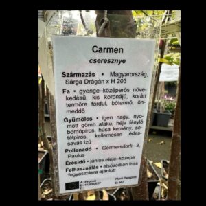 Carmen cseresznye (Prunus avium 'Carmen')