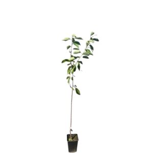Carmen cseresznye (Prunus avium 'Carmen')