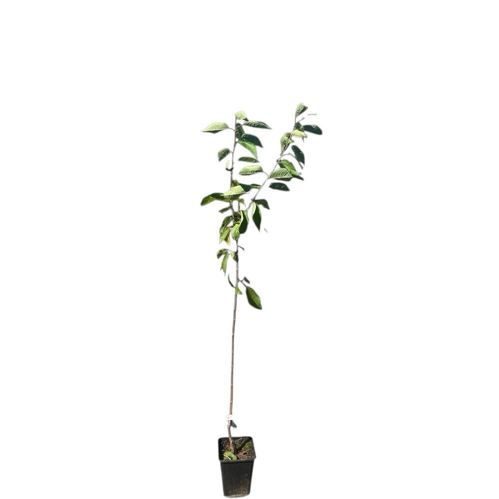 Carmen cseresznye (Prunus avium 'Carmen')