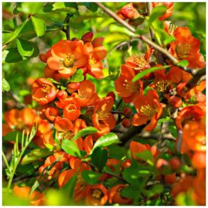 Chaenomeles superba 'Orange Trail'