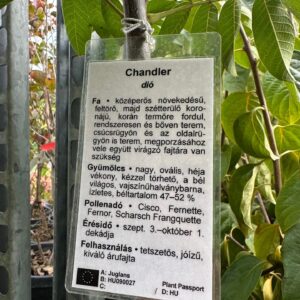 Chandler dió (Juglans regia 'Chandler')
