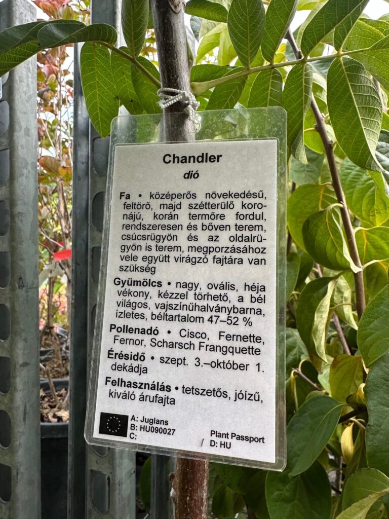 Chandler dió (Juglans regia 'Chandler')