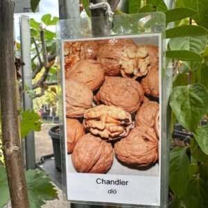 Chandler dió (Juglans regia 'Chandler')