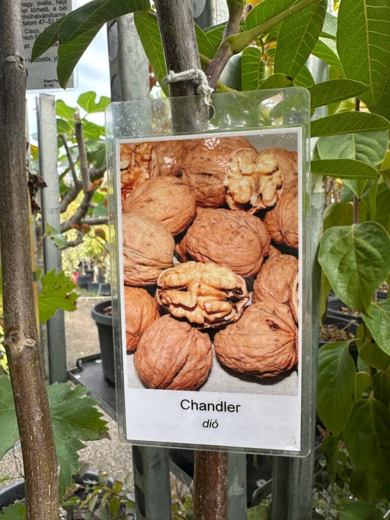 Chandler dió (Juglans regia 'Chandler')