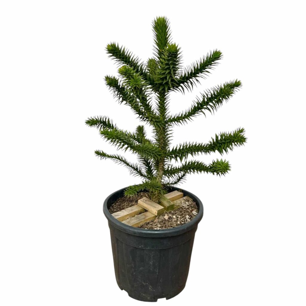 Chilei araukária (Araucaria araucana)