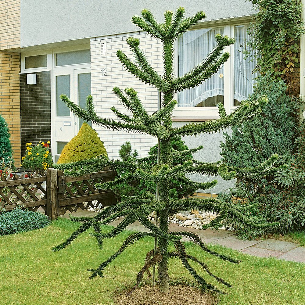 Chilei araukária (Araucaria araucana)