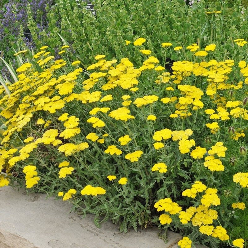Cickafark (Achillea millefolium 'Little Moonshine')