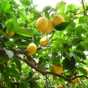 Citromfa (Citrus limonum)