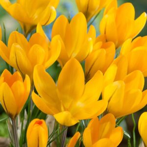 Crocus golden yellow