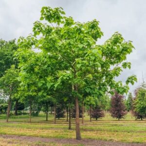 Császárfa (Paulownia tomentosa)