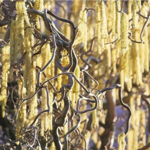 Csavart ágú mogyoró (Corylus avellana 'Contorta')