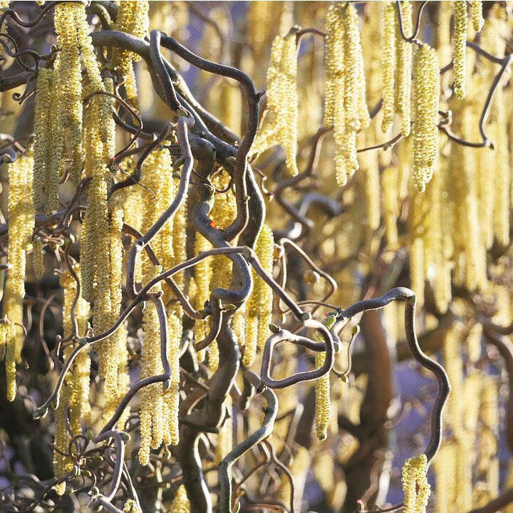 Csavart ágú mogyoró (Corylus avellana 'Contorta')